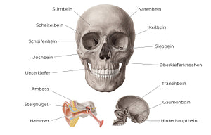 Main bones of the head (German)