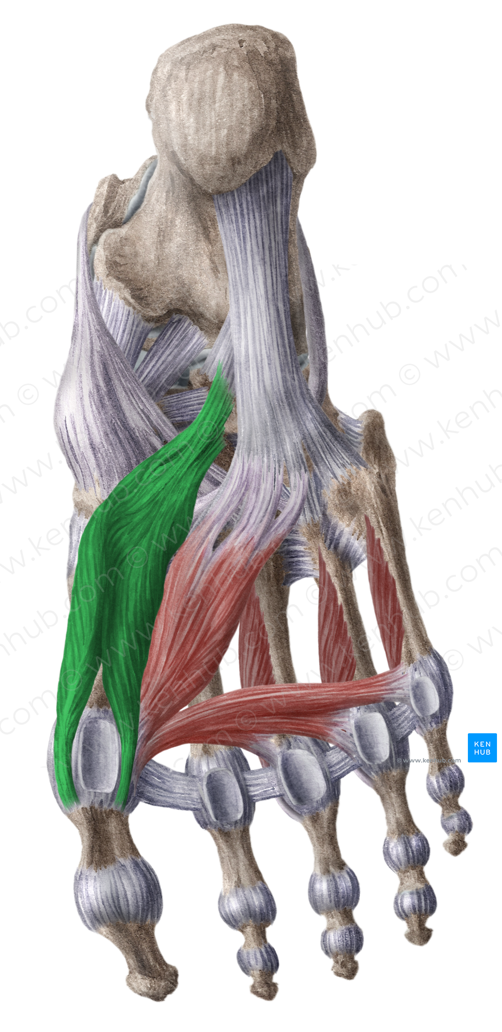 Flexor hallucis brevis muscle (#5378)