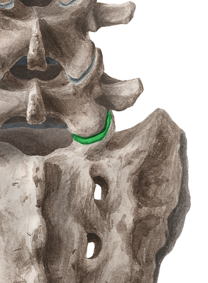 Lumbosacral joint (#2022)