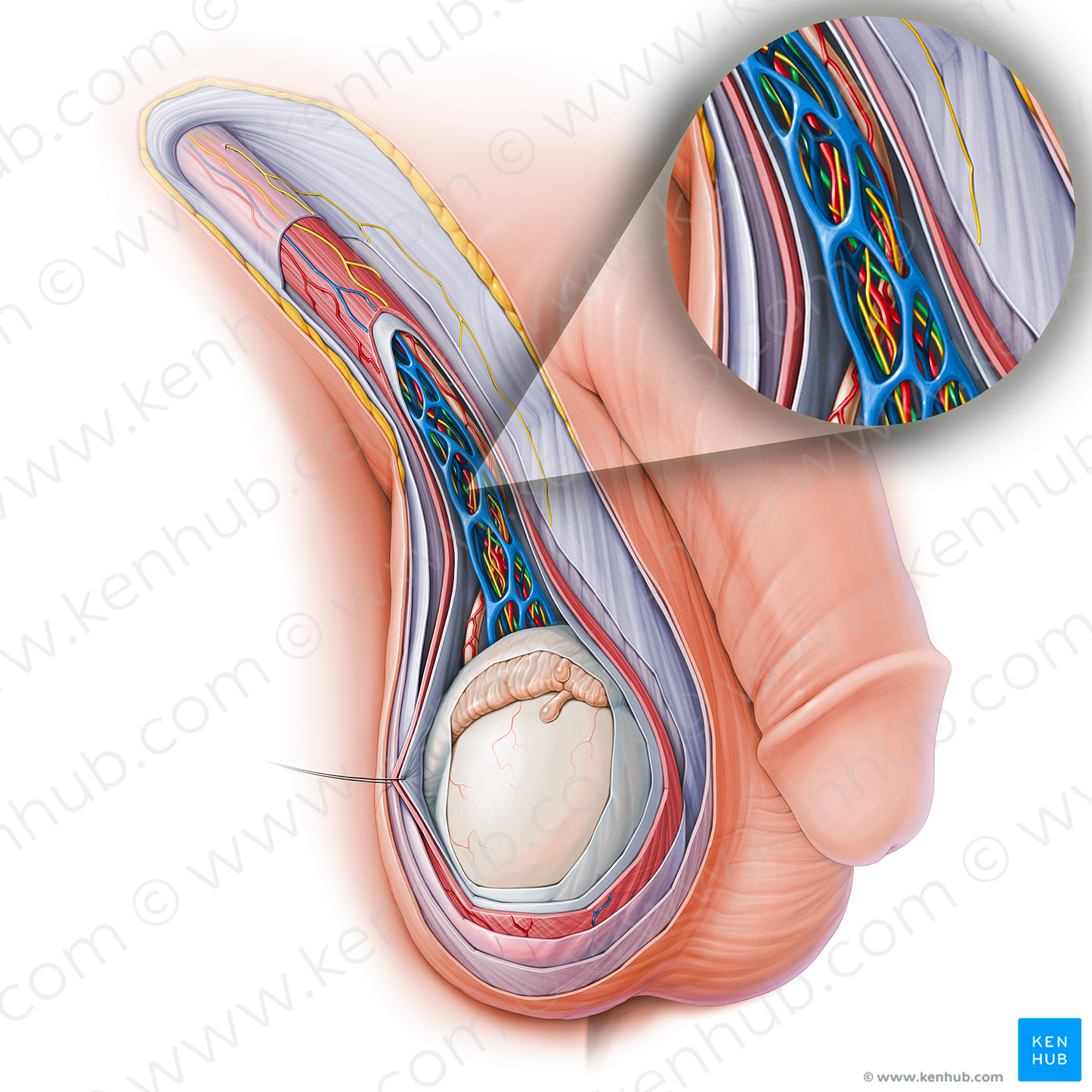 Lymphatic vessels of spermatic cord (#15139)