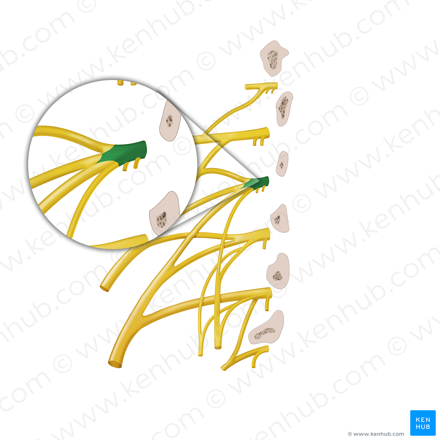 Anterior ramus of spinal nerve L2 (#12877)