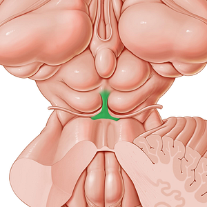 Frenulum of superior medullary velum (#3917)