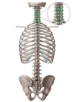 Spinalis cervicis muscle (#19002)