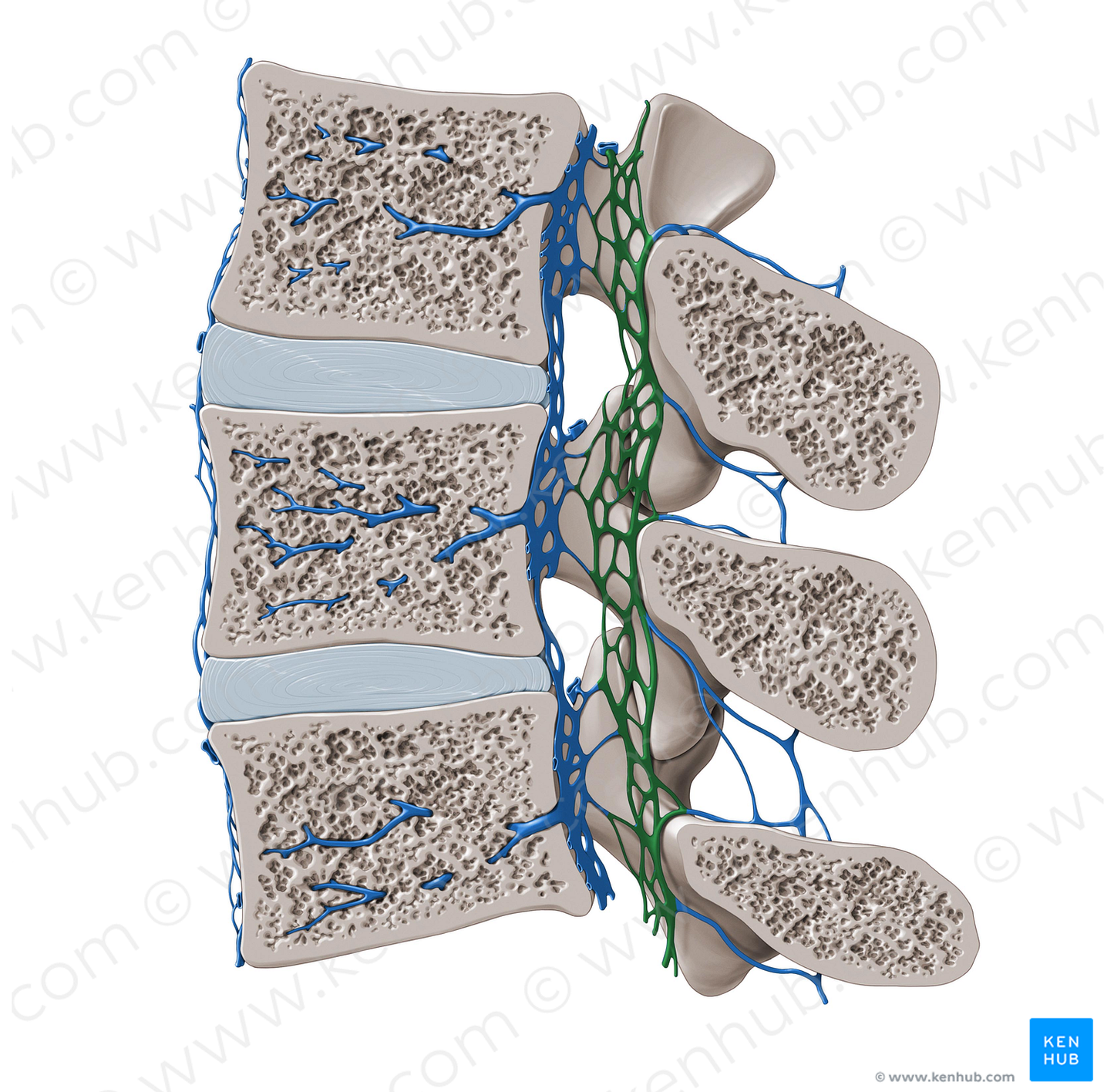 Posterior internal vertebral venous plexus (#8060)