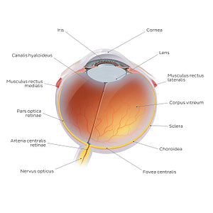 Eyeball (Latin)