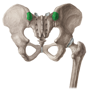 Posterior superior iliac spine (#16019)