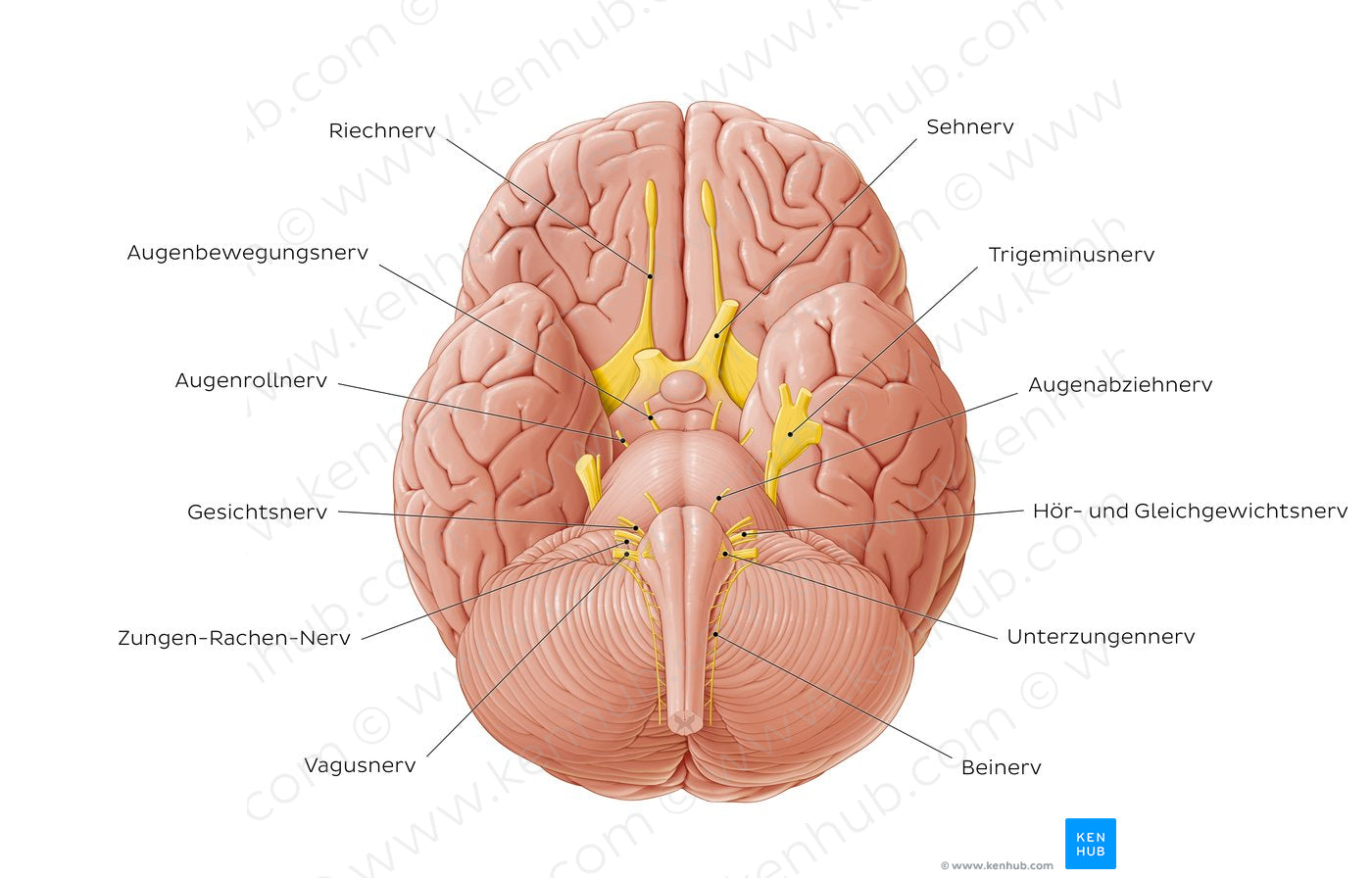 12 cranial nerves (German)