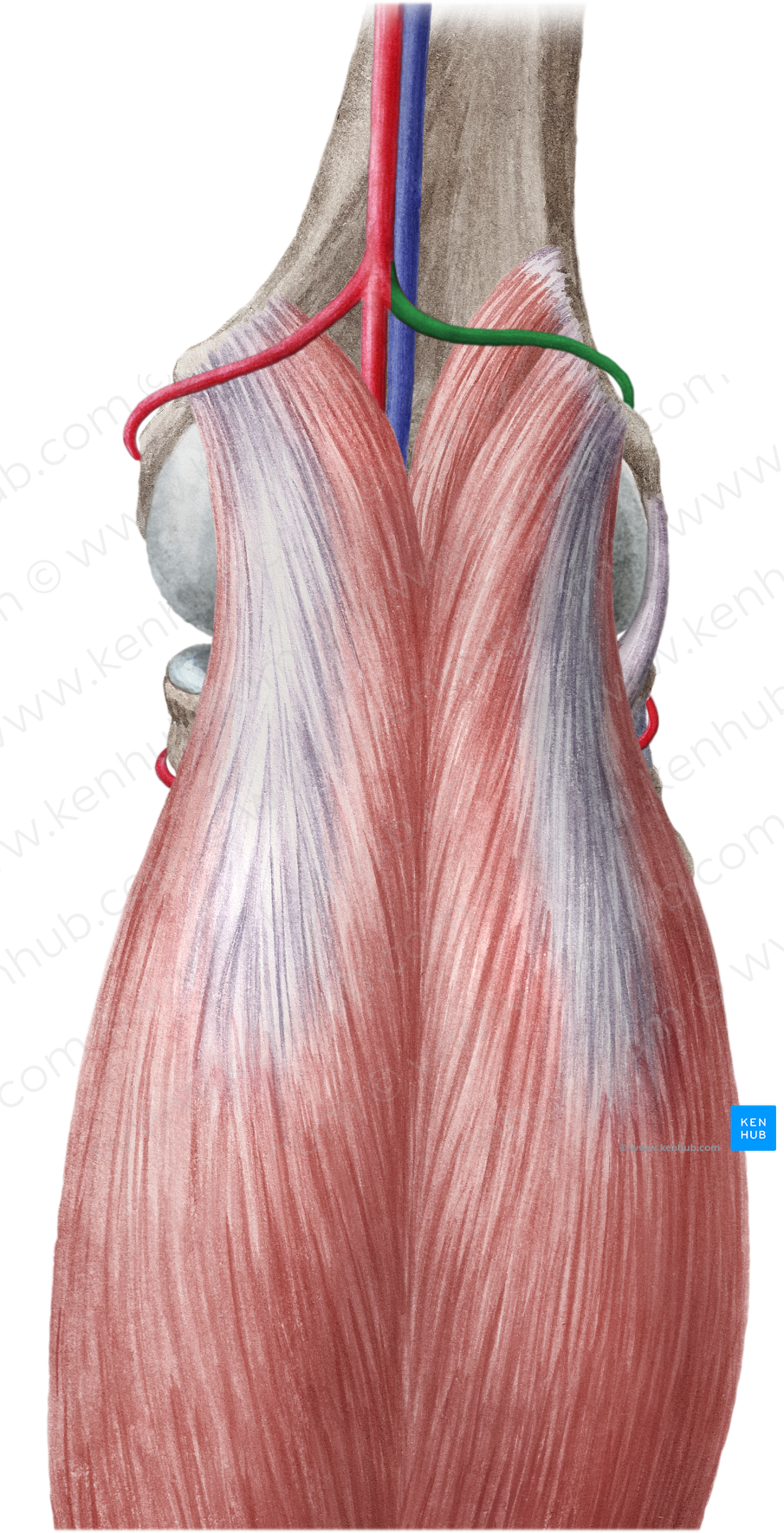 Superior lateral genicular artery (#1854)
