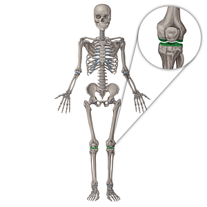 Knee joint (#19977)