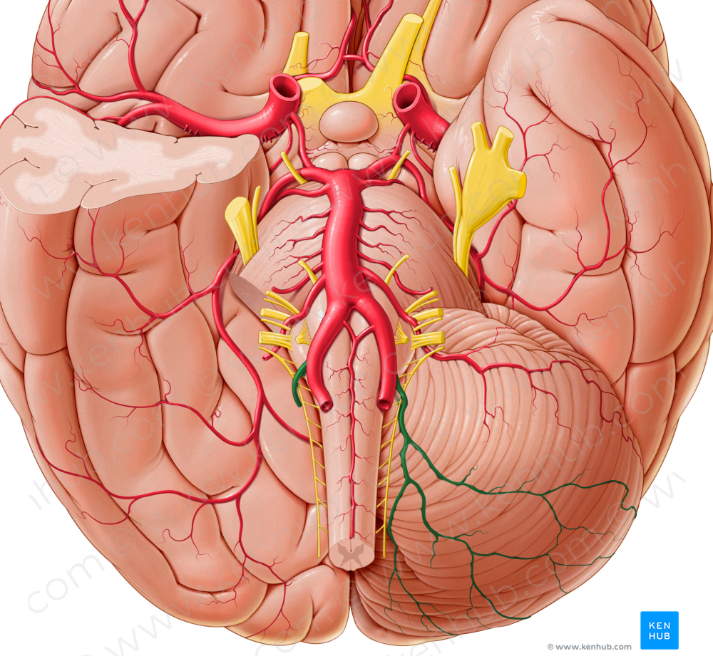 Posterior inferior cerebellar artery (#1003)