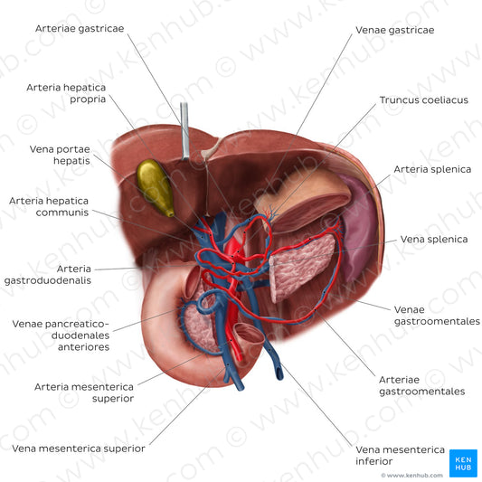 Hepatic portal vein (Latin)