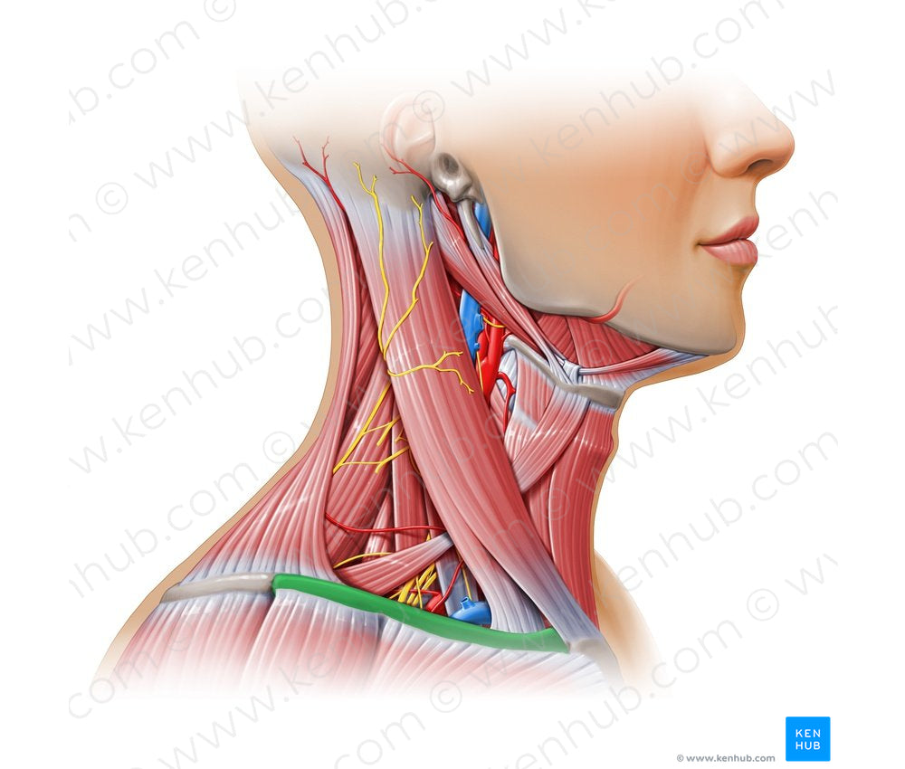 Clavicle (#13086)