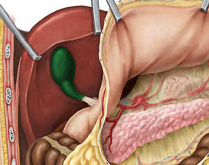 Gallbladder (#10794)