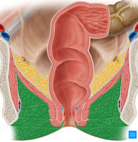 Ischioanal fossa (#3860)