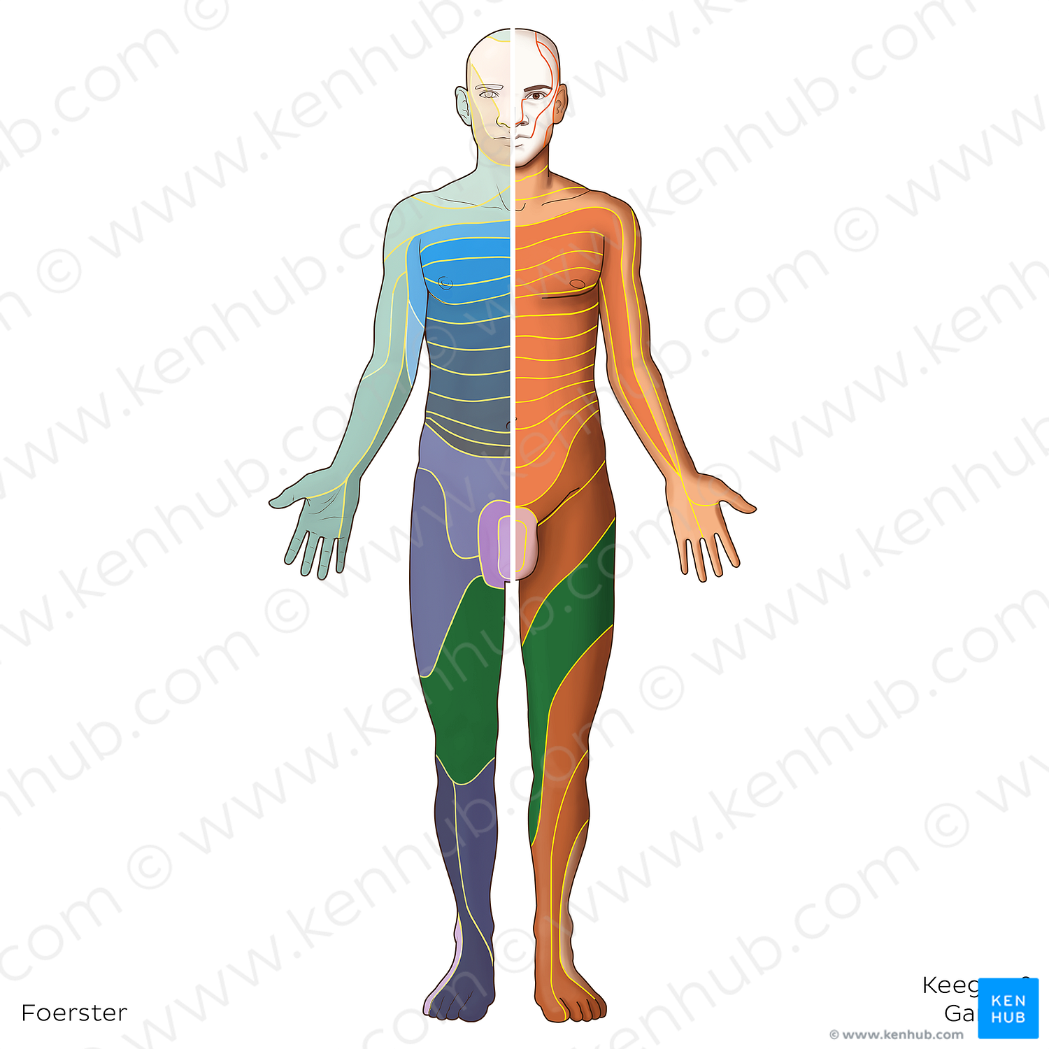 L3 dermatome (#20790)