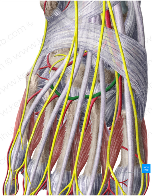 Arcuate artery (#886)