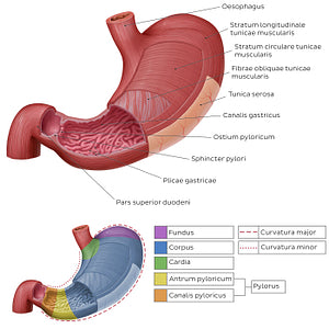 Musculature and mucosa of the stomach (Latin)