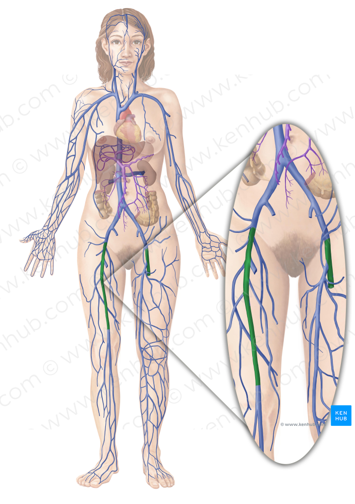 Femoral vein (#10247)