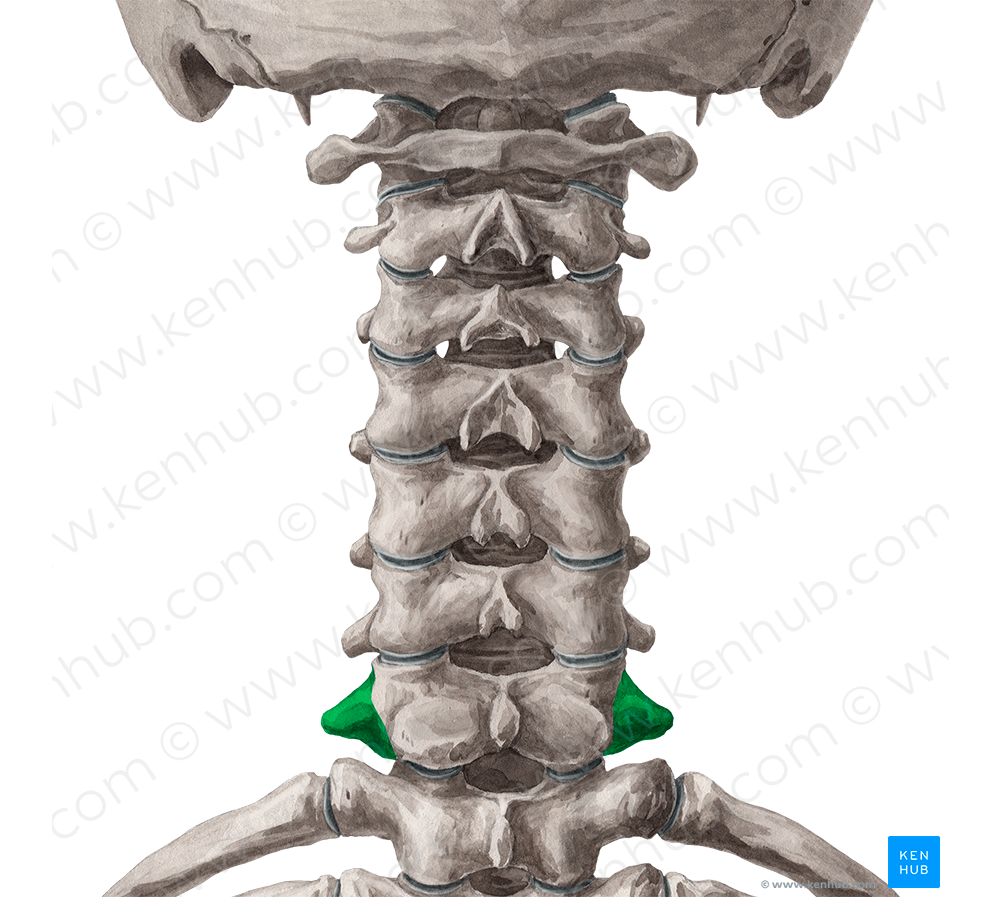 Transverse process of vertebra C7 (#8351)