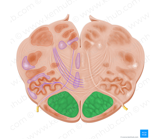 Pyramidal tract (#9532)