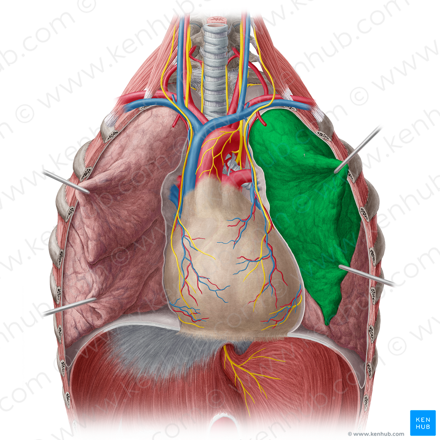 Superior lobe of left lung (#4873)