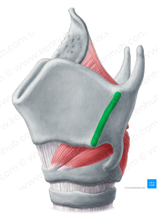 Oblique line of thyroid cartilage (#18158)