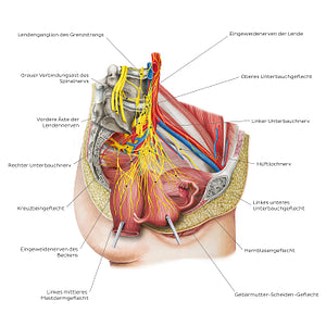 Nerves of the female pelvis (German)