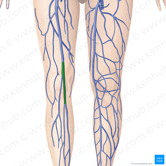 Popliteal vein (#10469)