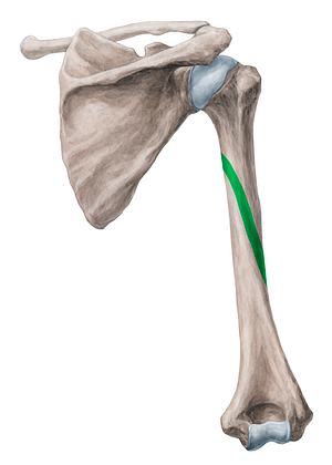 Radial groove of humerus (#19942)