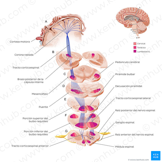 Corticospinal tract (Spanish)