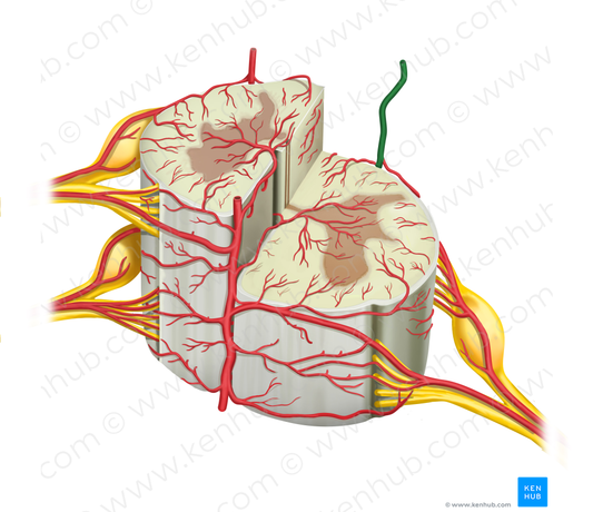Left posterior spinal artery (#1784)