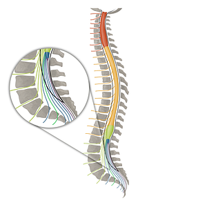 Spinal nerve S2 (#16129)