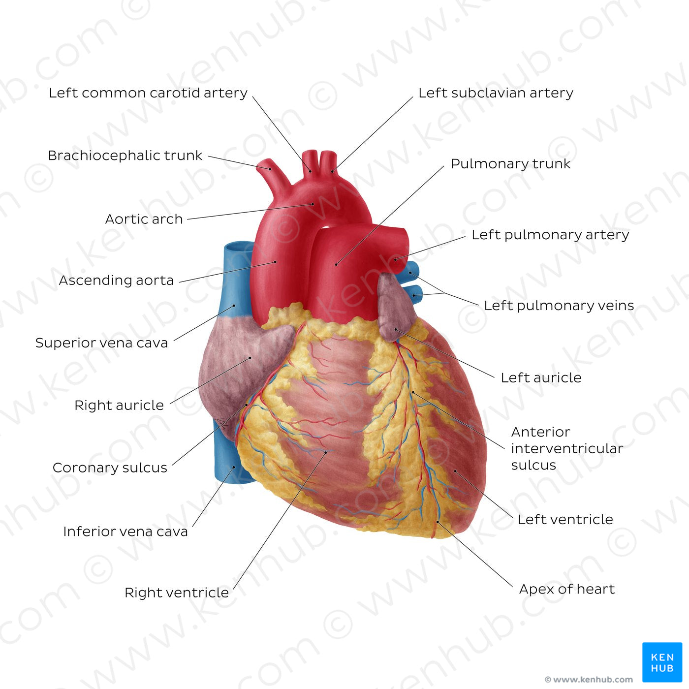 Anterior view of the heart (English)