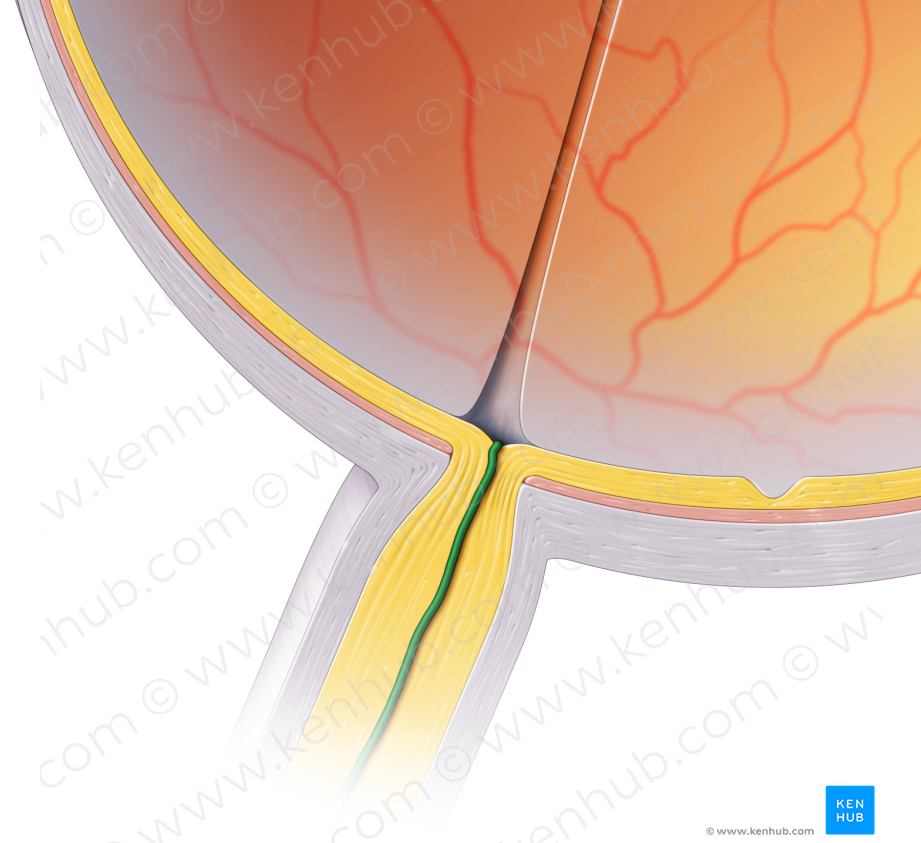 Central retinal artery (#999)