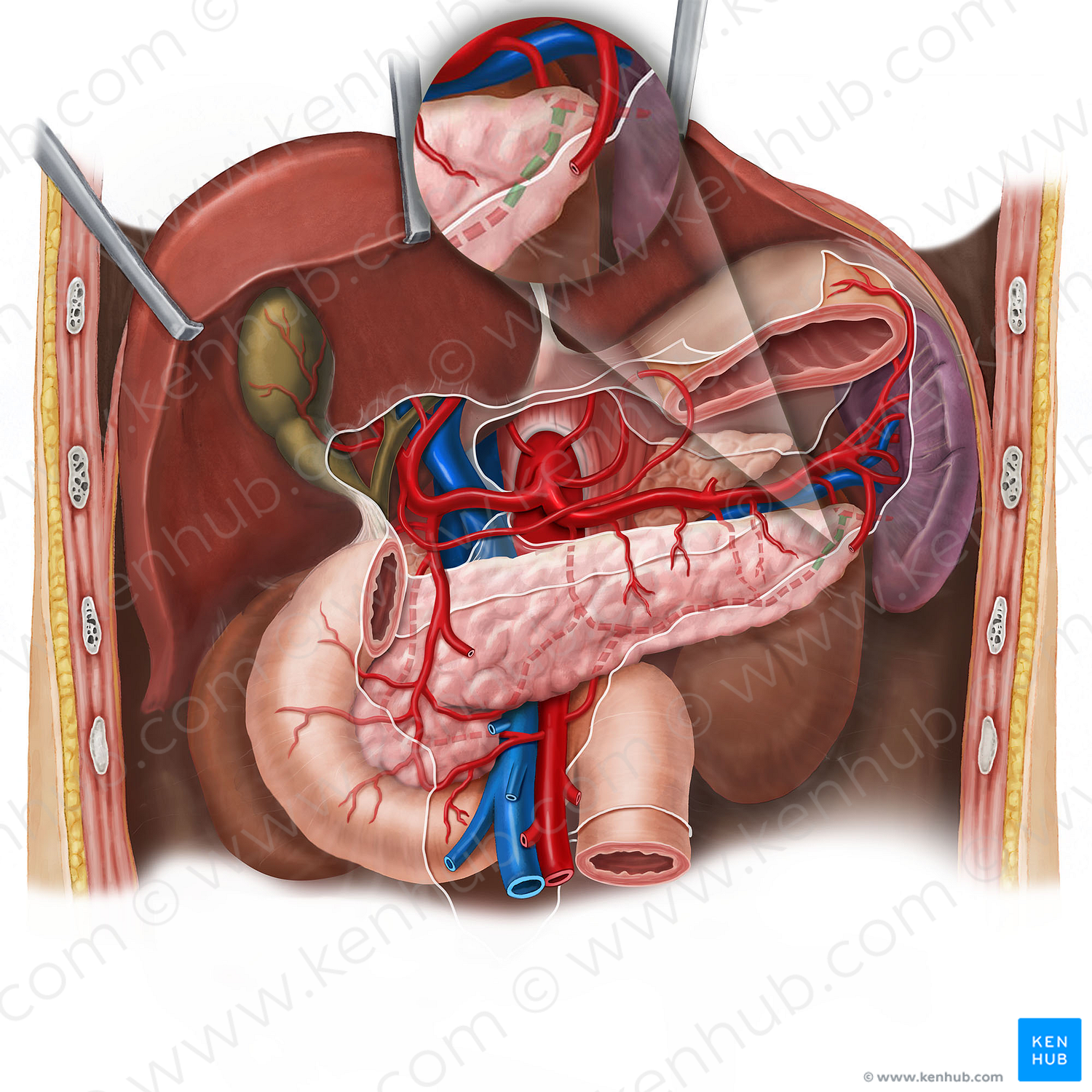 Artery of tail of pancreas (#992)