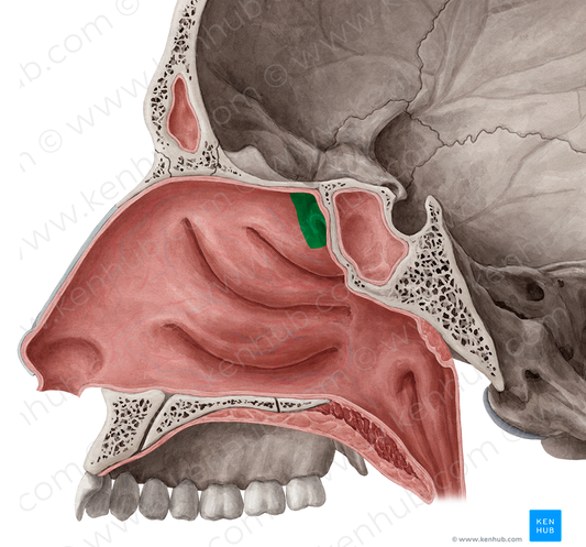 Sphenoethmoidal recess (#8857)