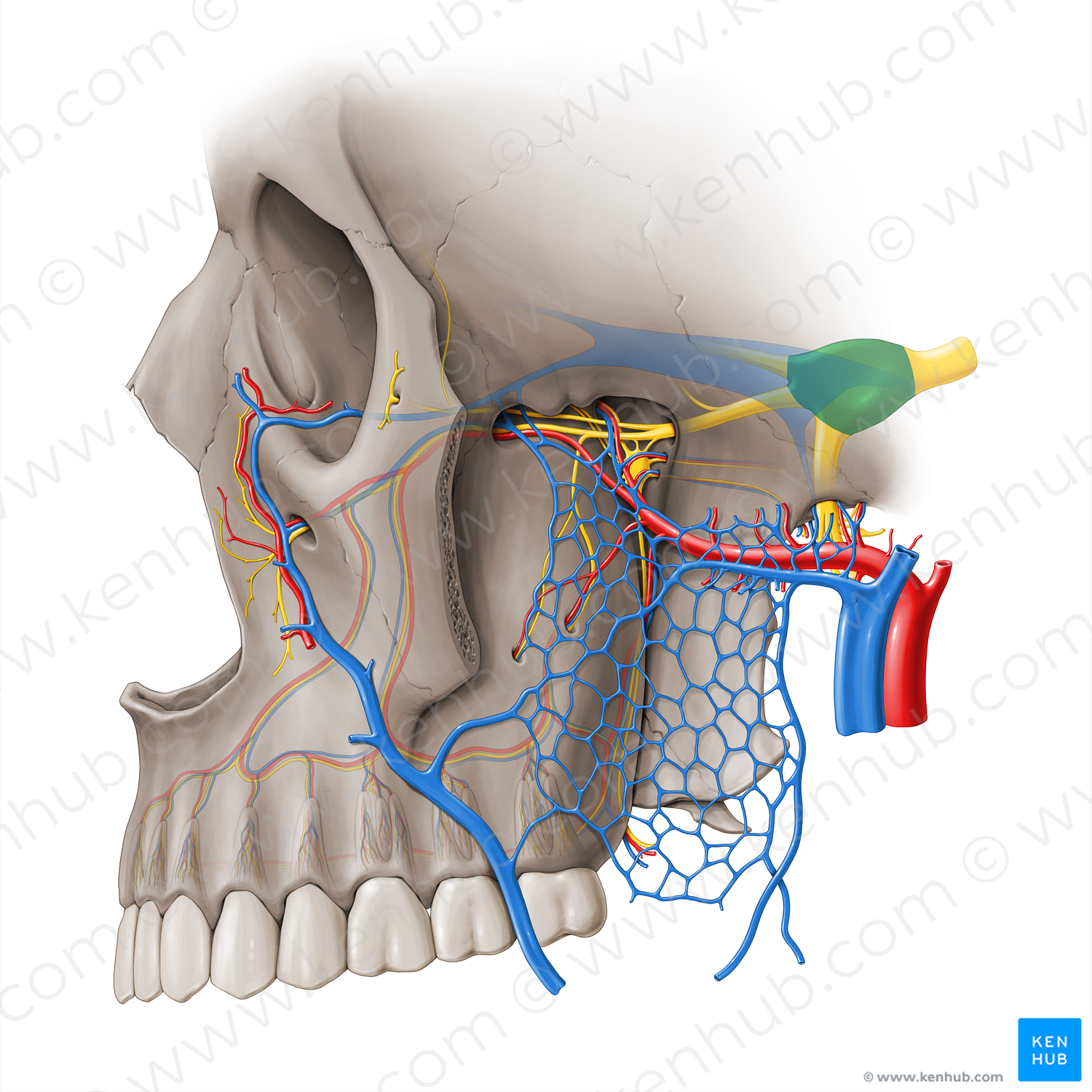 Trigeminal ganglion (#18482)