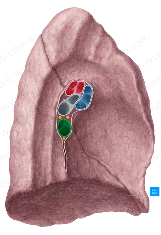 Left inferior pulmonary vein (#10510)