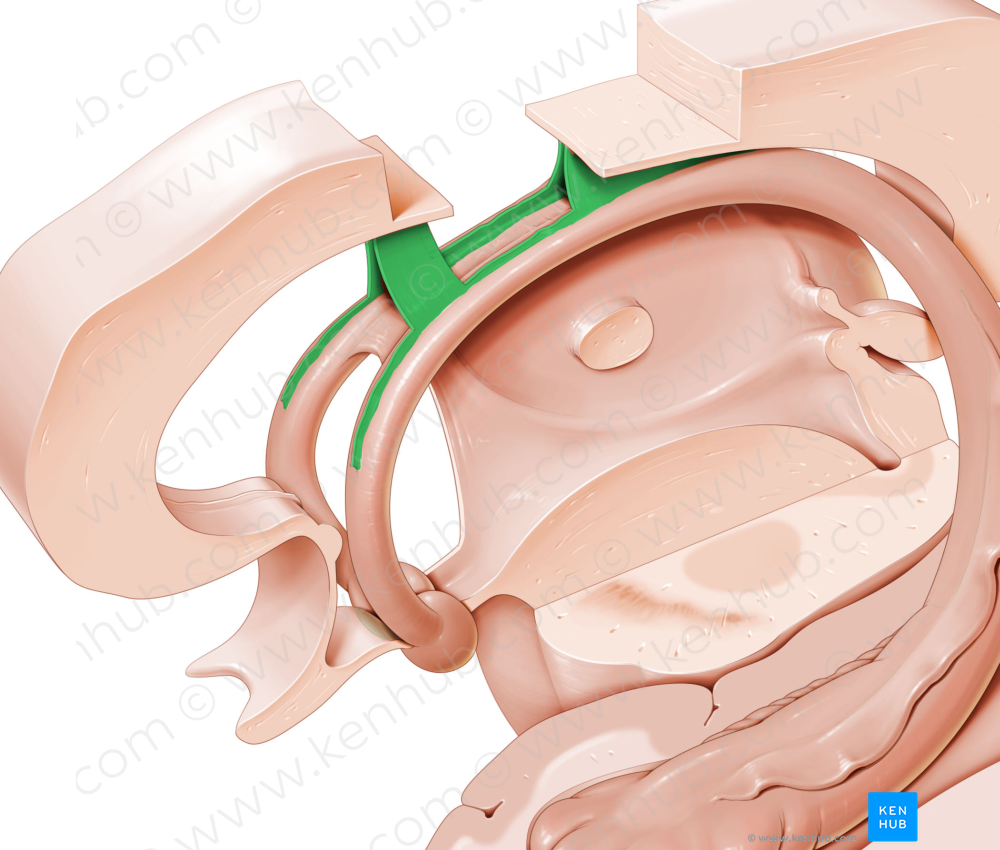 Septum pellucidum (#8992)