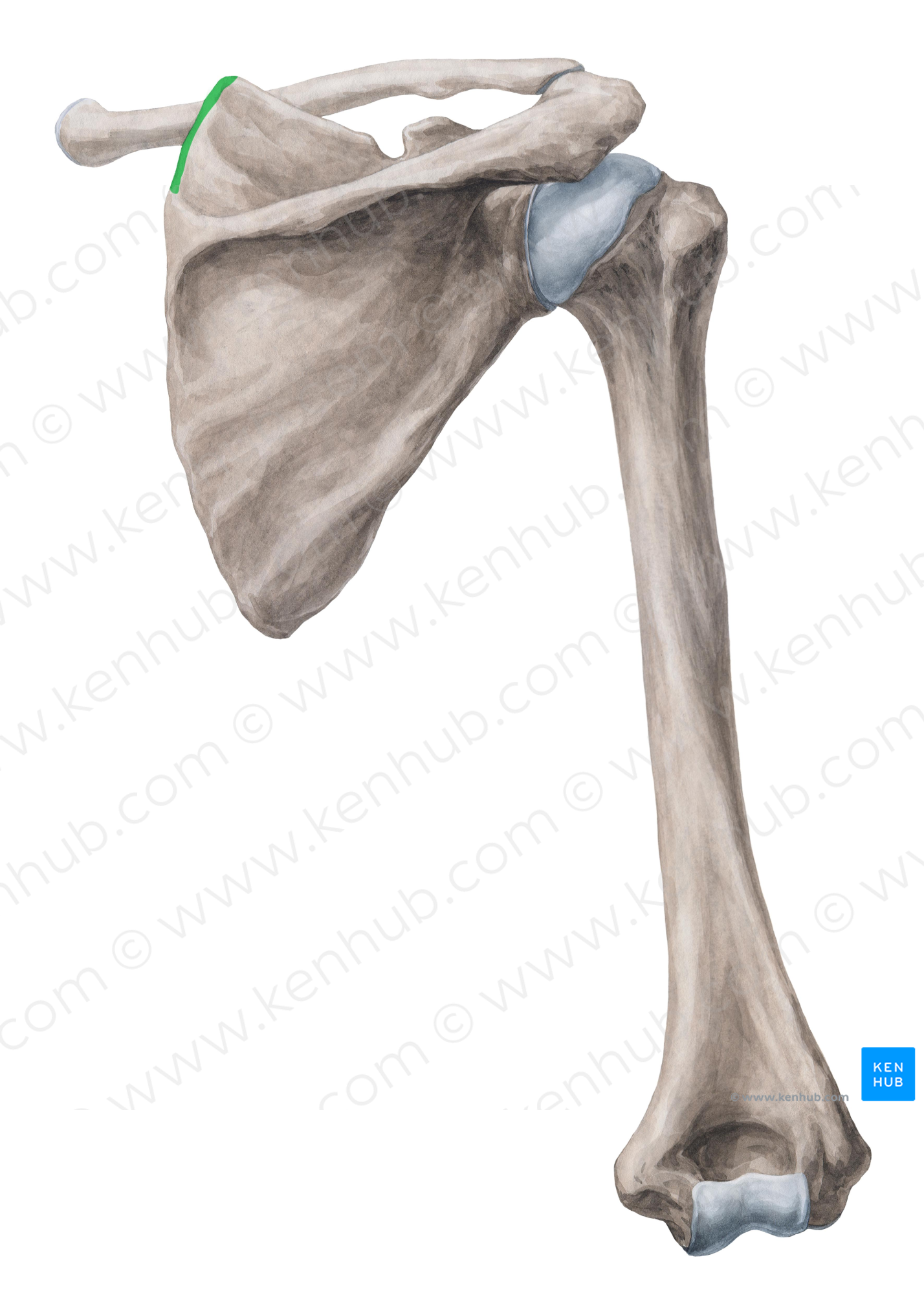 Superior part of medial border of scapula (#7800)