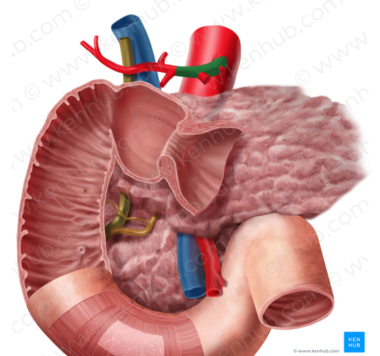 Common hepatic artery (#1341)