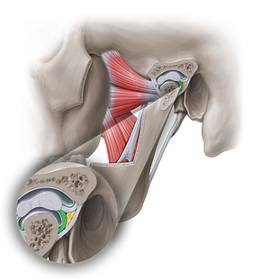 Posterior mandibular attachment of articular disc of temporomandibular joint (#18972)