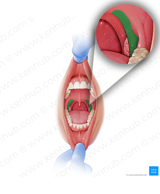 Palatoglossal arch (#838)