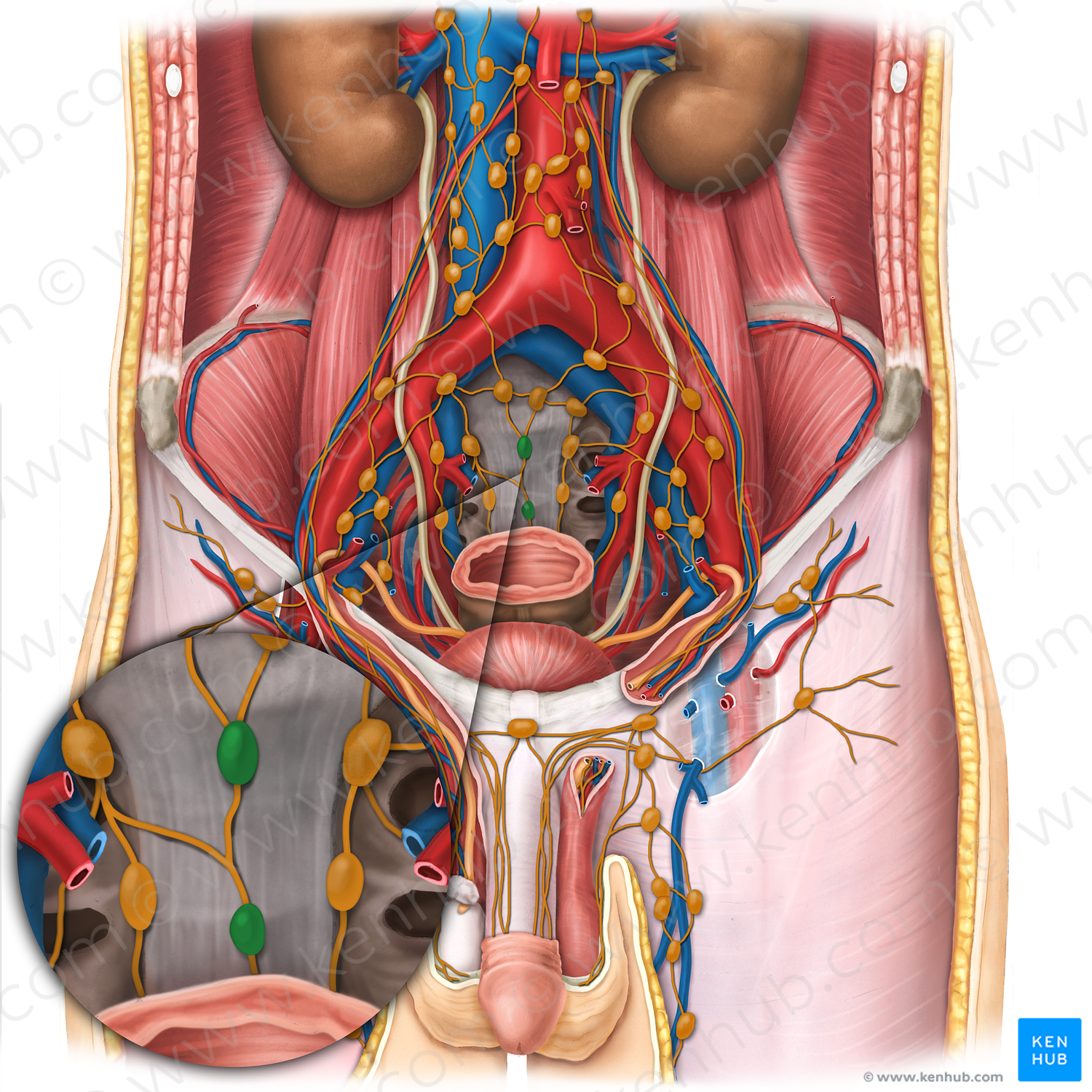 Median sacral lymph nodes (#19680)