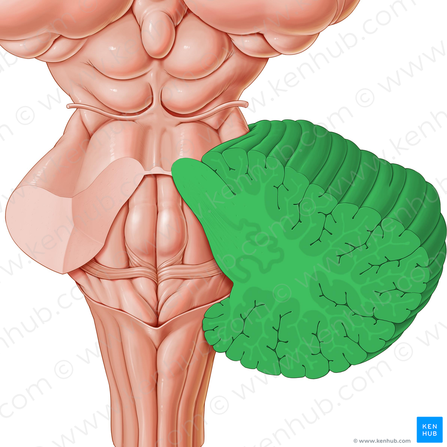 Cerebellum (#2570)