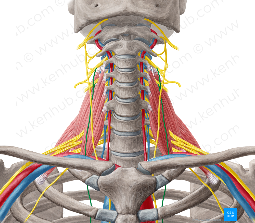 Phrenic nerve (#6681)