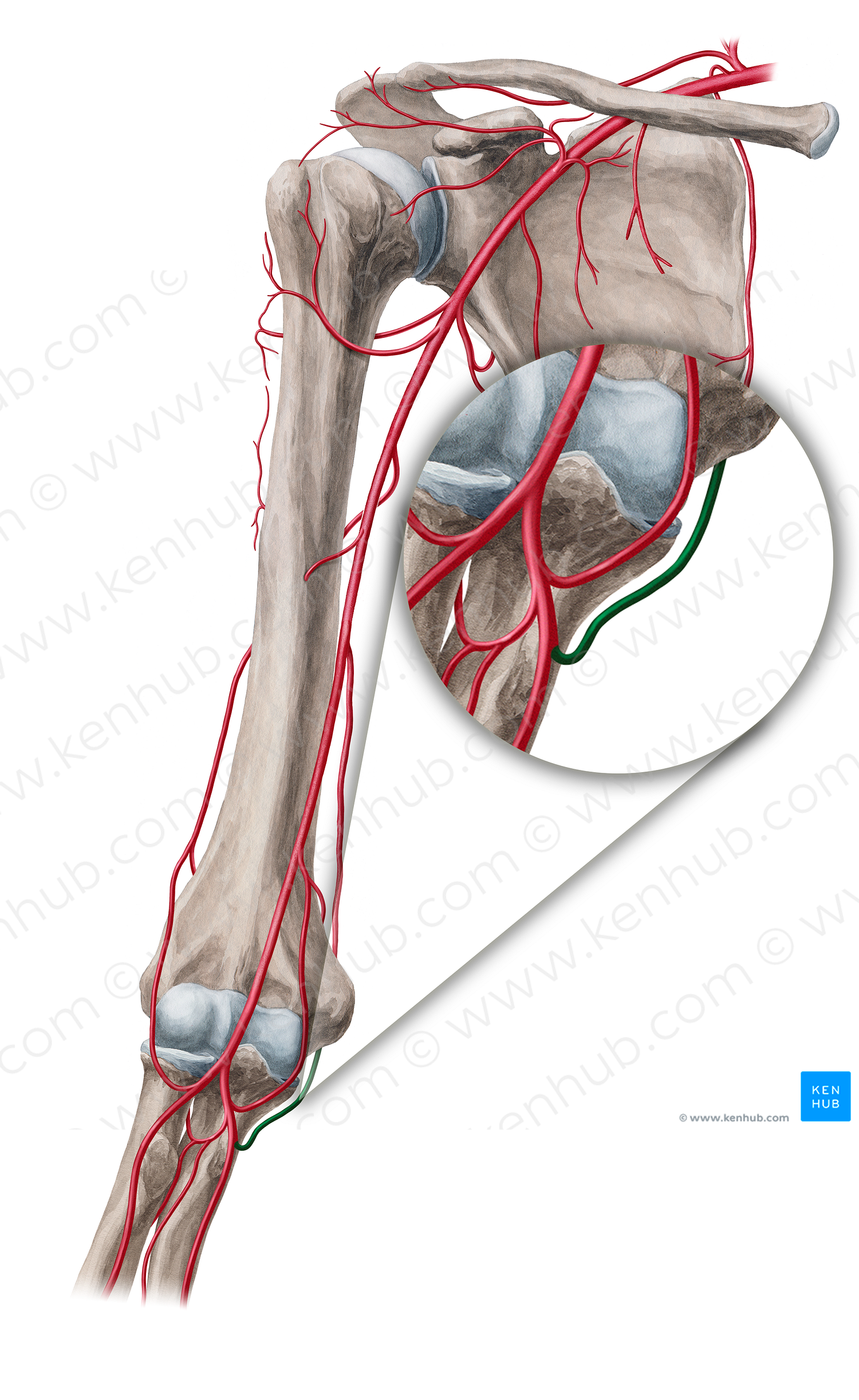 Posterior ulnar recurrent artery (#18941)