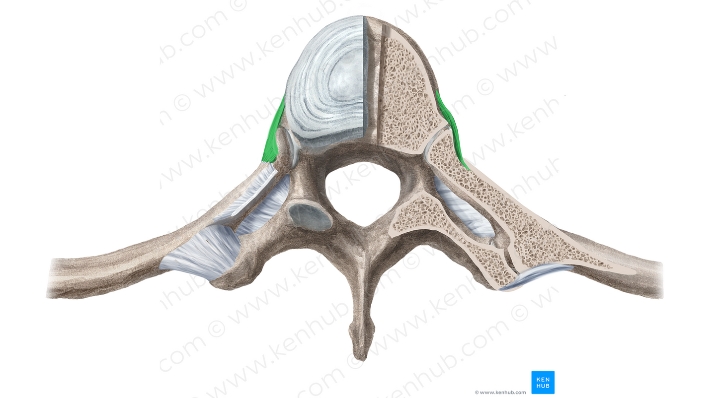Radiate ligament of head of rib (#11383)