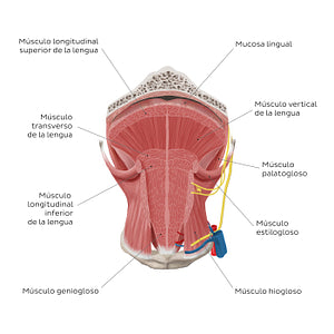 Muscles of the tongue: coronal section (Spanish)