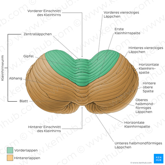 Cerebellum - Superior view (German)